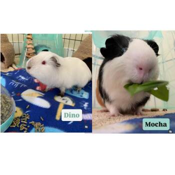Rescue Guinea Pig Guinea Pigs for Adoption in Walnut Grove, California - Dino & Mocha | PetCurious